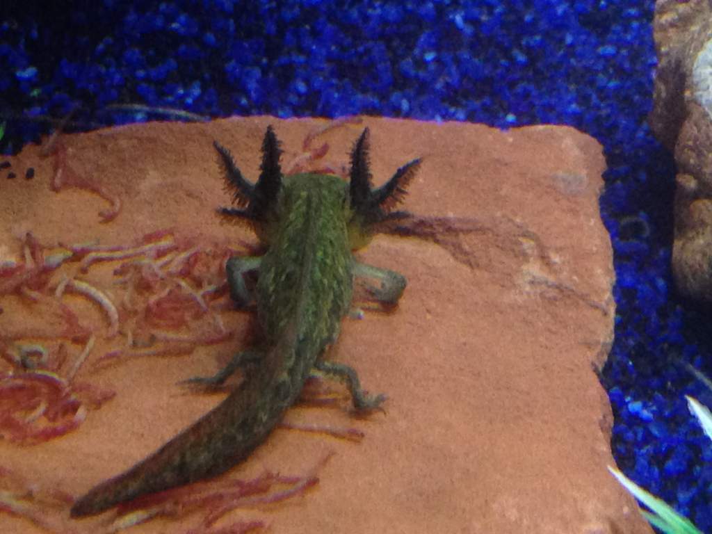 He turned his back to me, his gills look good to me!