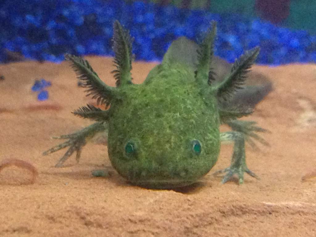 He wants his food now!