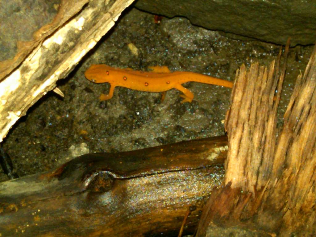 He was a little younger (and smaller) here.  I don't often use the flash because it upsets him, but I wanted a good shot of his color.  The flash actu