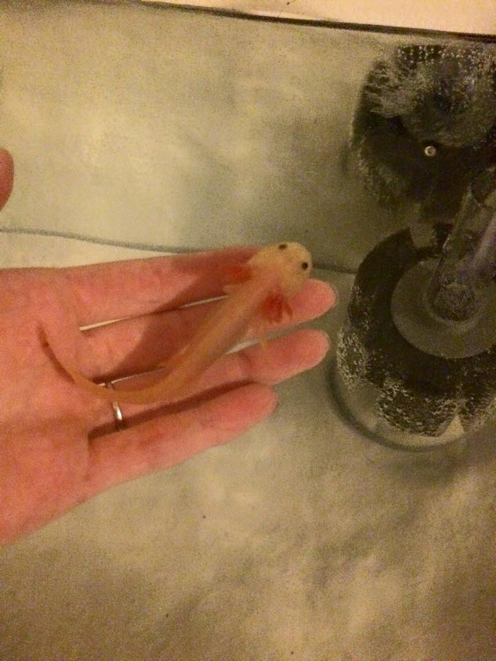 he was so tiny!
