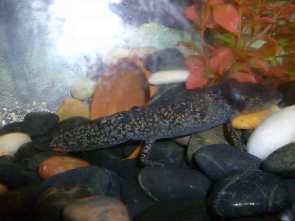 healthy axolotle