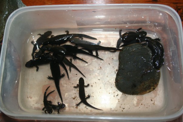 Heap of Newts