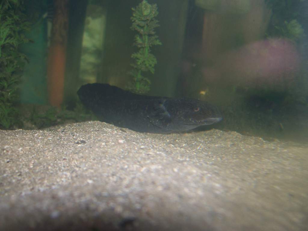 Hehe.. here's the legless wonder