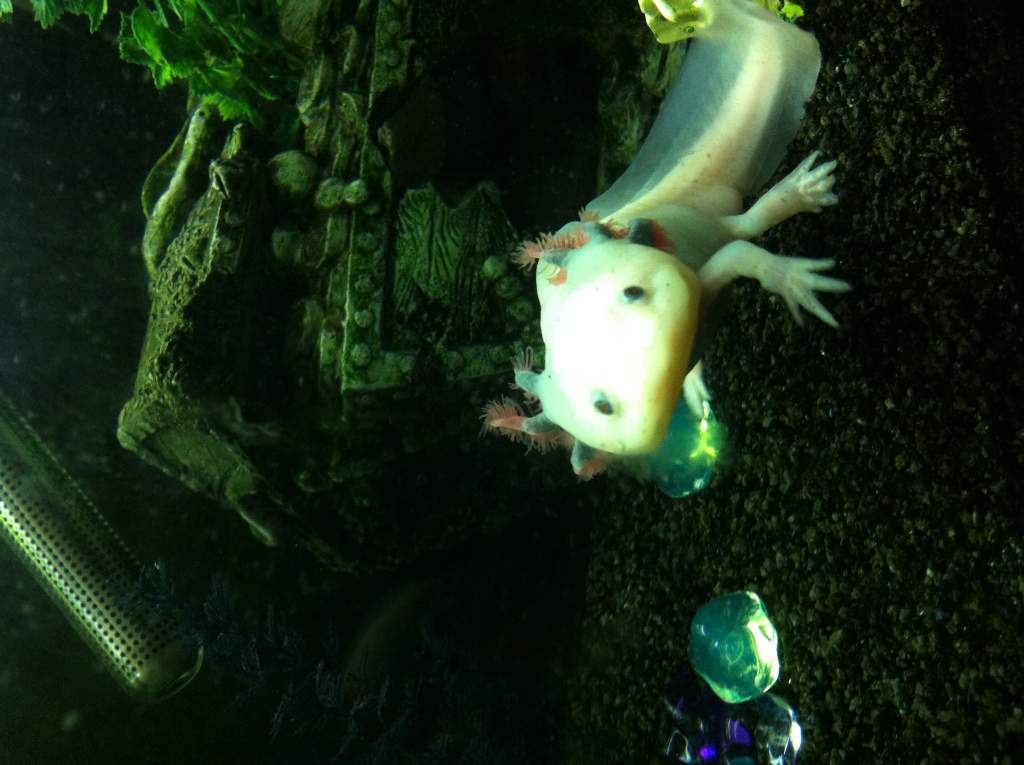 Hello mommy!