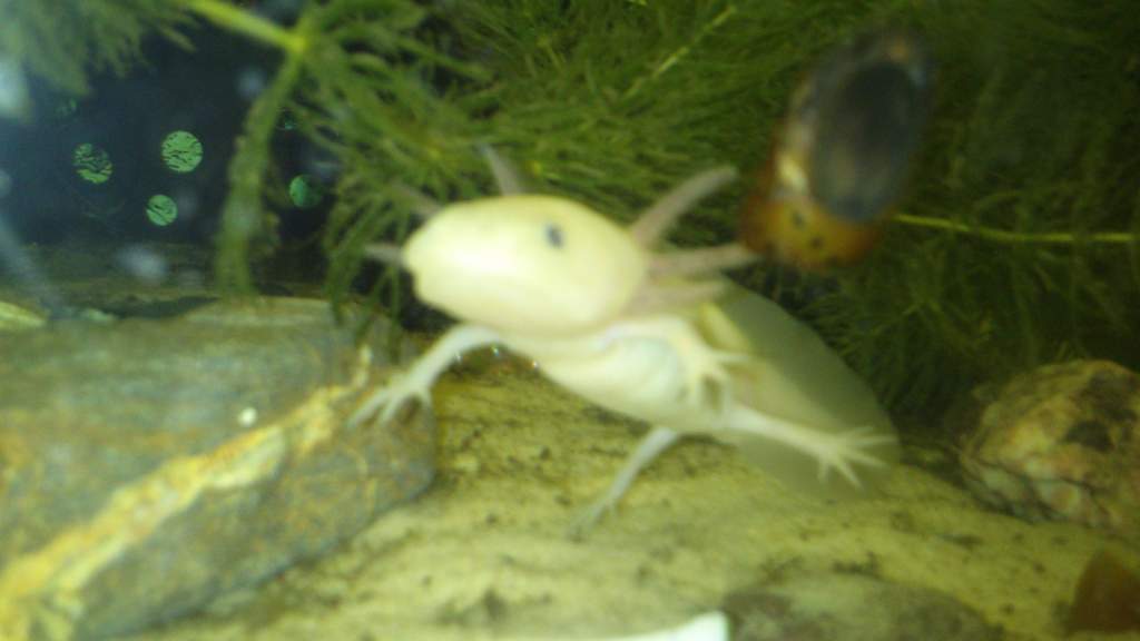 hello mr snail