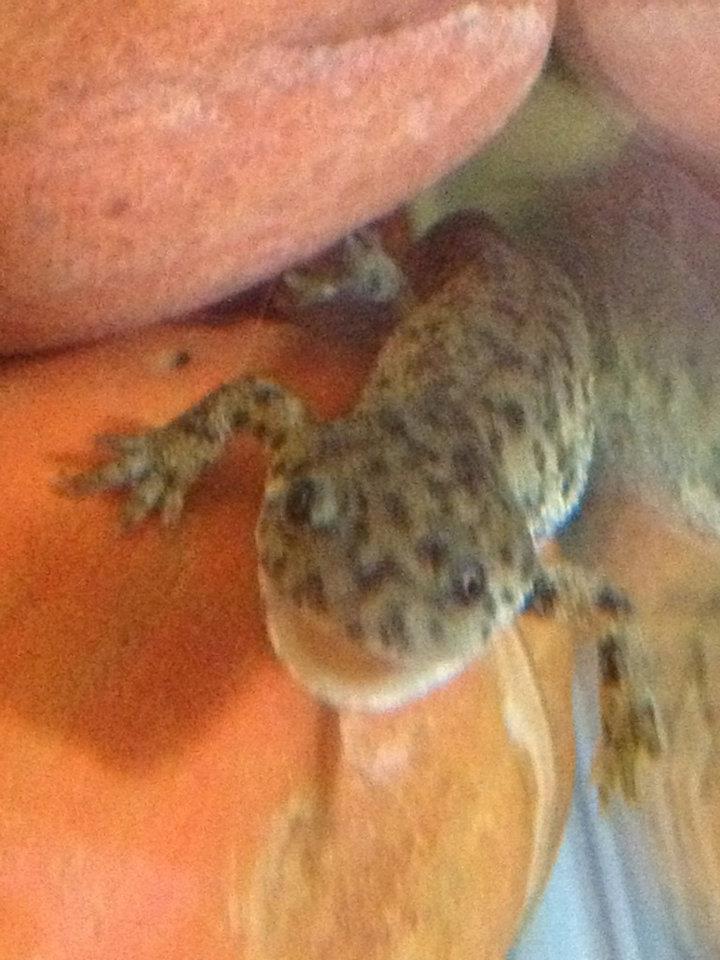 "hello" the day we got him