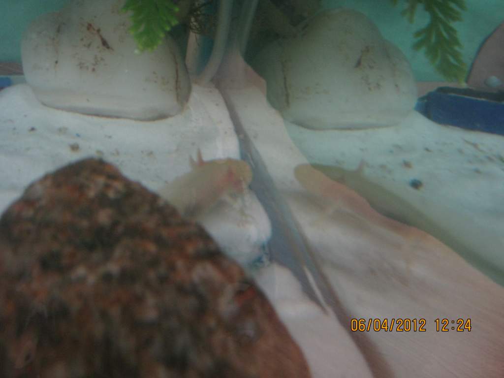 "Hello? Who are you? Your darn cute so you are. Will I see you again?" 

So he does this a lot now, checks out the "other" lotl LOL