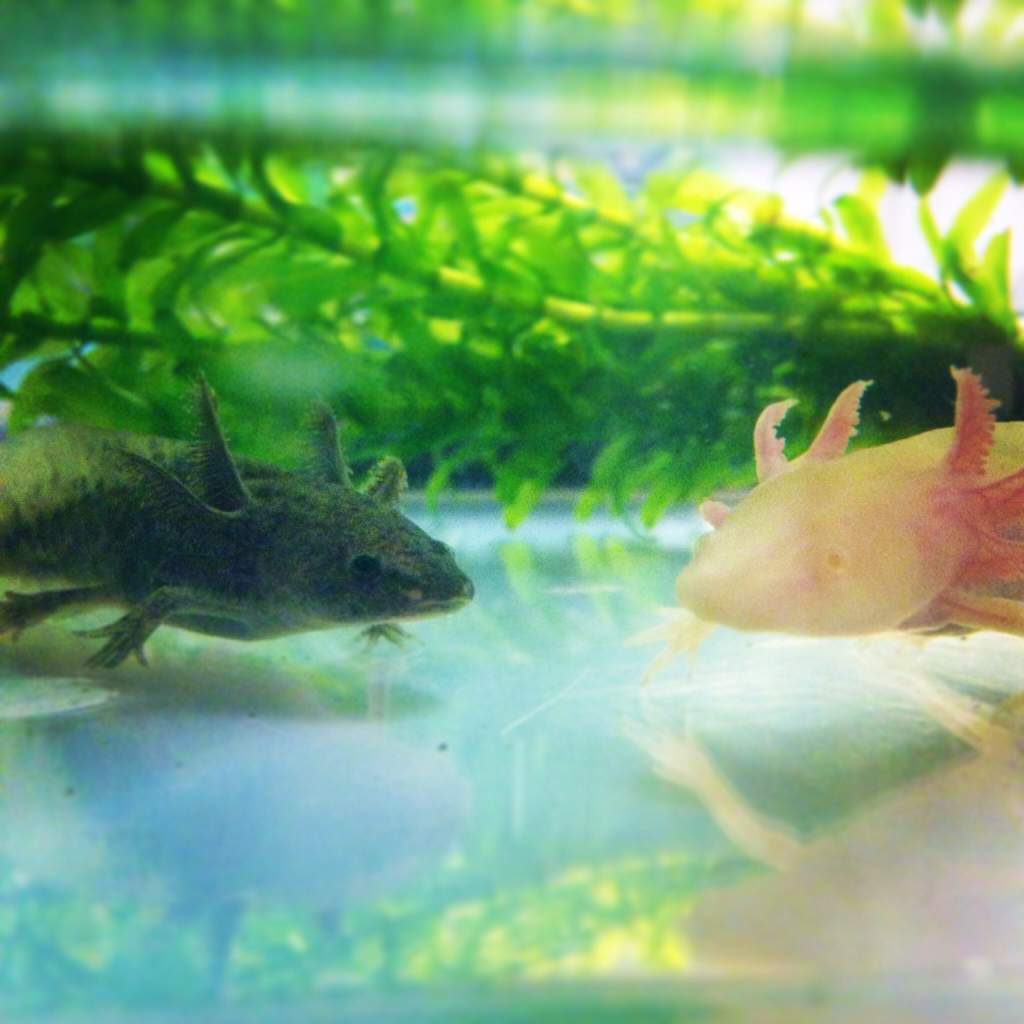 Hello world
