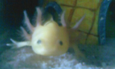 hello