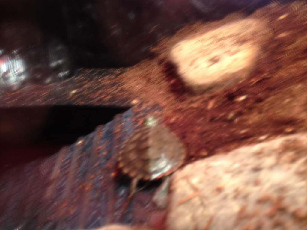 Helmet basking today 7/5/15