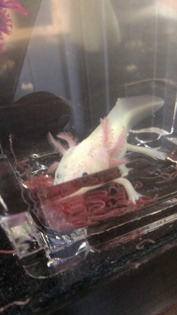 Her first taste of blood worms, since we got her, at least. Yum!