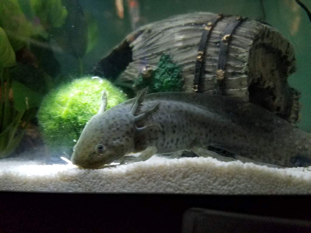 Her gills are filling in nicely