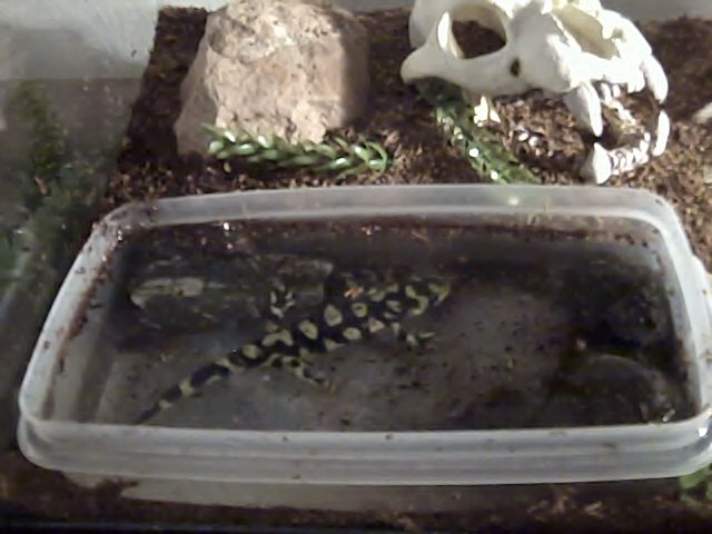 Herb loves his personal pool. The spoiled little turd has it better than I do ;).