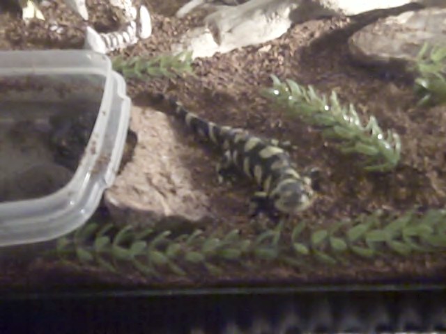 Herb3