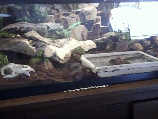 Herb's Hideaway. The driftwood is laid over a few larger rocks, to give him actual privacy and a big lookout. It's like a cave against the back glass.