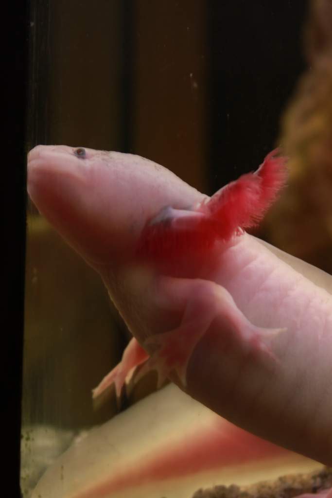 Hercules (with his third hand :)