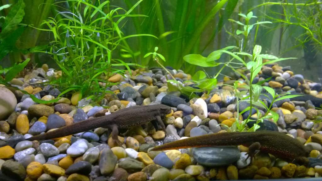 Here are the two females in their not so handy environment...other one is clearly darker and some thinner.
