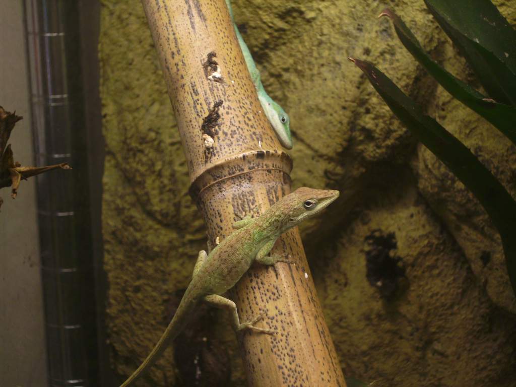 Here is a normal green anole and then the blue phase.
