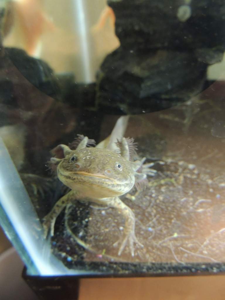 Here is mudkip my male (I think) wildtype. He is definitely an outgoing little guy.