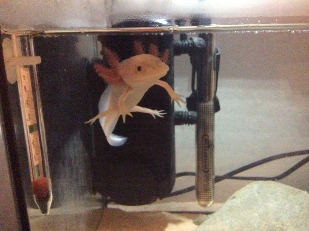 Here is Nanna, 6" and about 10 months old