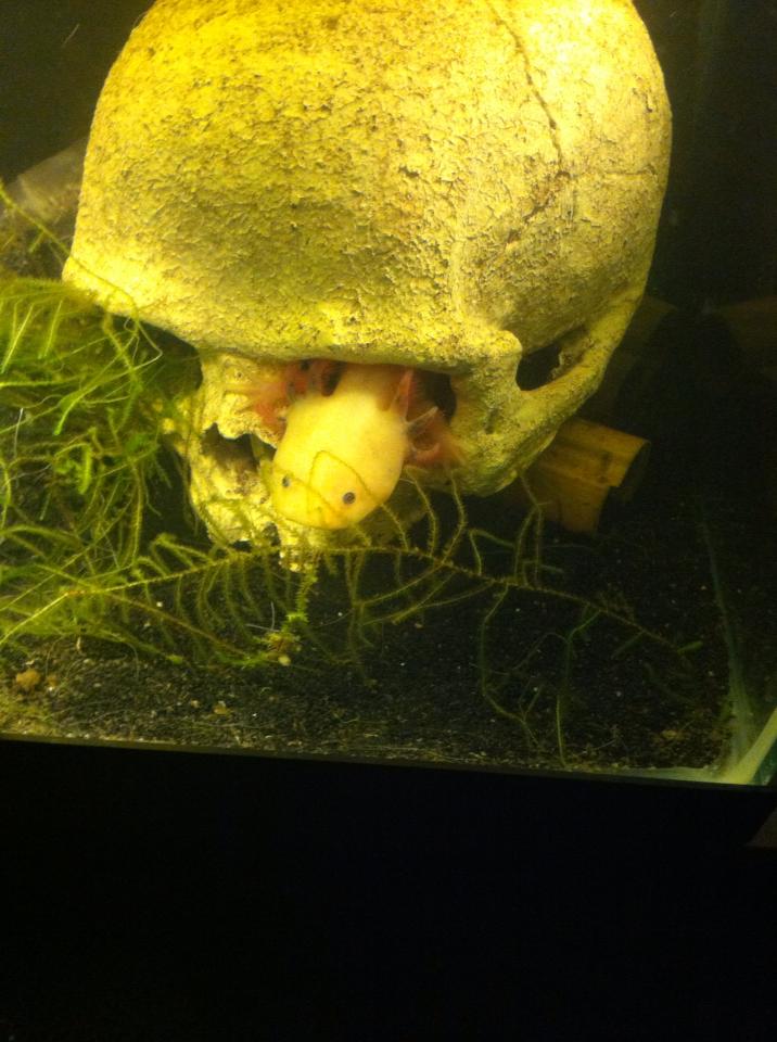 Here is proof that Lucy hides all day!