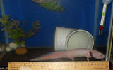Here you can see her length