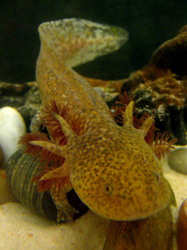 Here's a full body shot, sorry for the bit of blur, I'm trying my best with the photos!