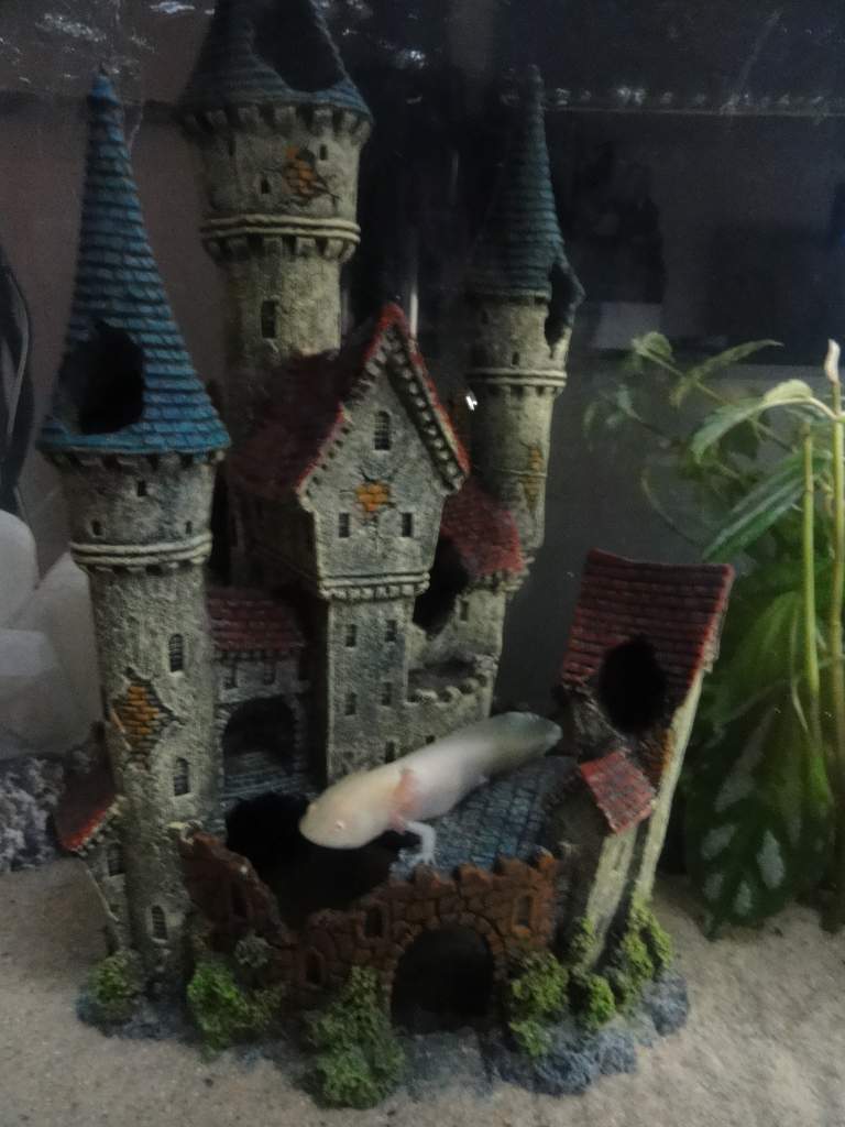 here's Geisha relaxing on the castle :)