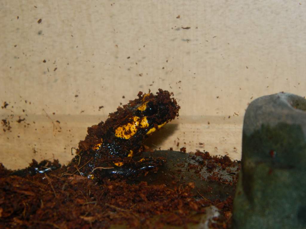 Hermes burrowing as usual.
