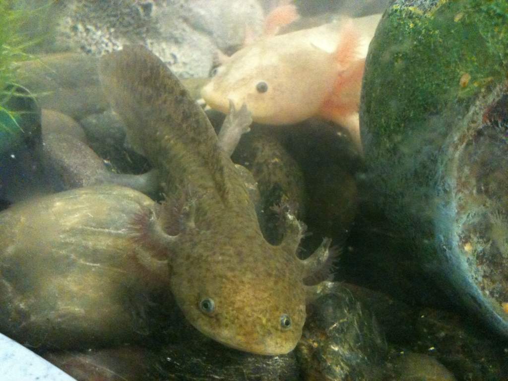 Herne and Hecate, the latest members of my axie family
