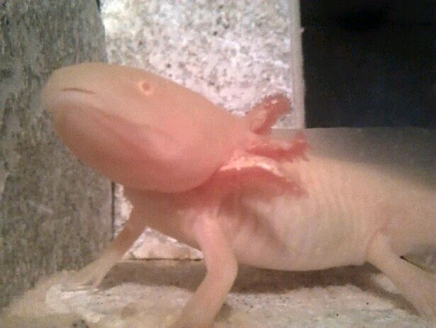 Hes a bad a$$