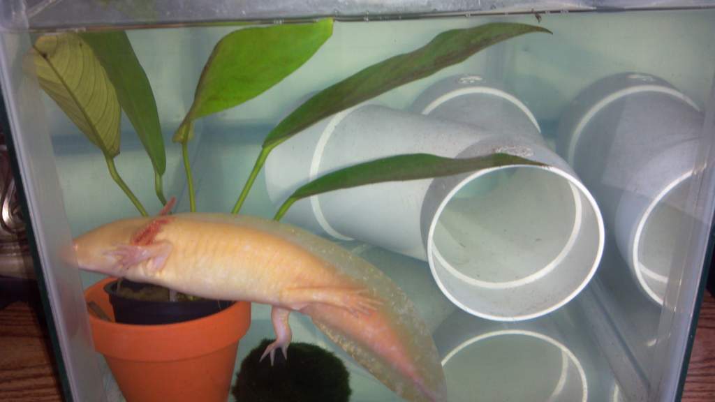 He's a little too big for the plant lol. Gills growing back after adding a filter made him very ill.  :(