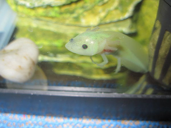 He's about 3-ish inches here. I only see his green eyes when my camera gives him a nasty flash.
