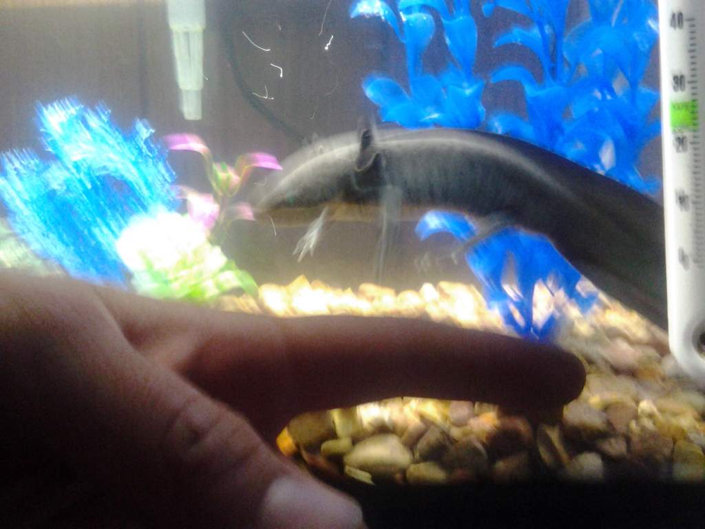 He's about 4-5 in long