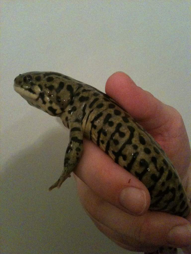 He's enormous!