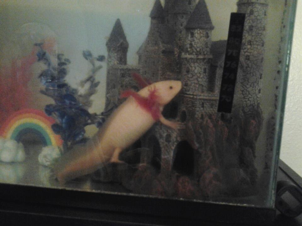 He's guarding his castle :3