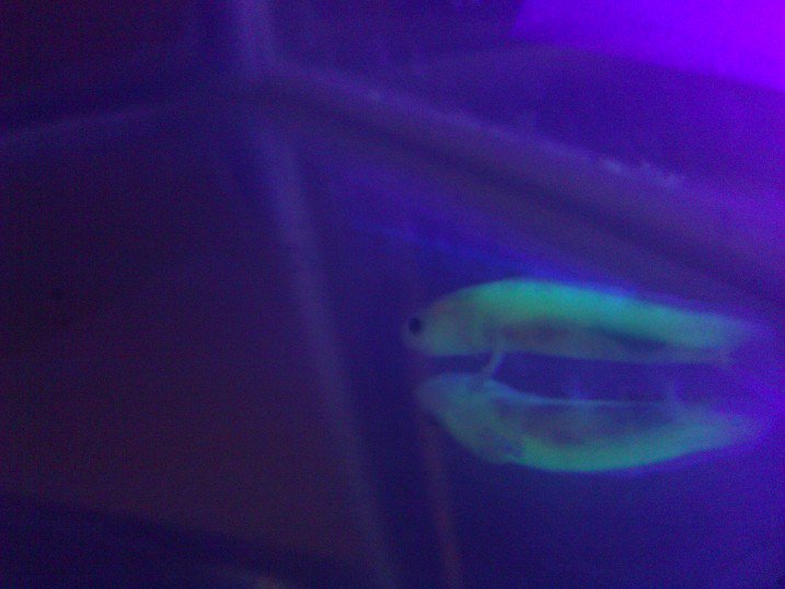 He's super glowy.