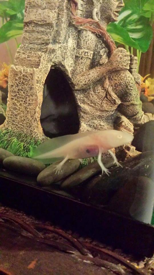Heyzeus seeming much more happy now that he has a tank and things to walk on