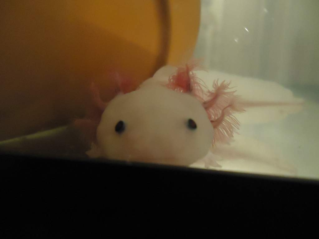 Hi! Feed Me?