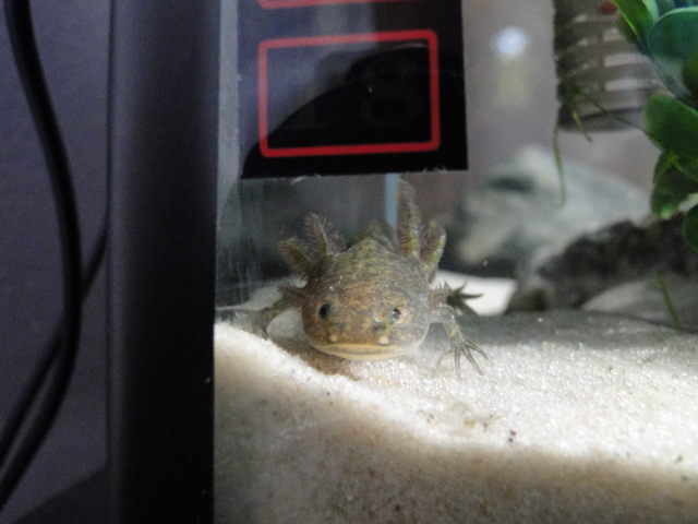 Hi