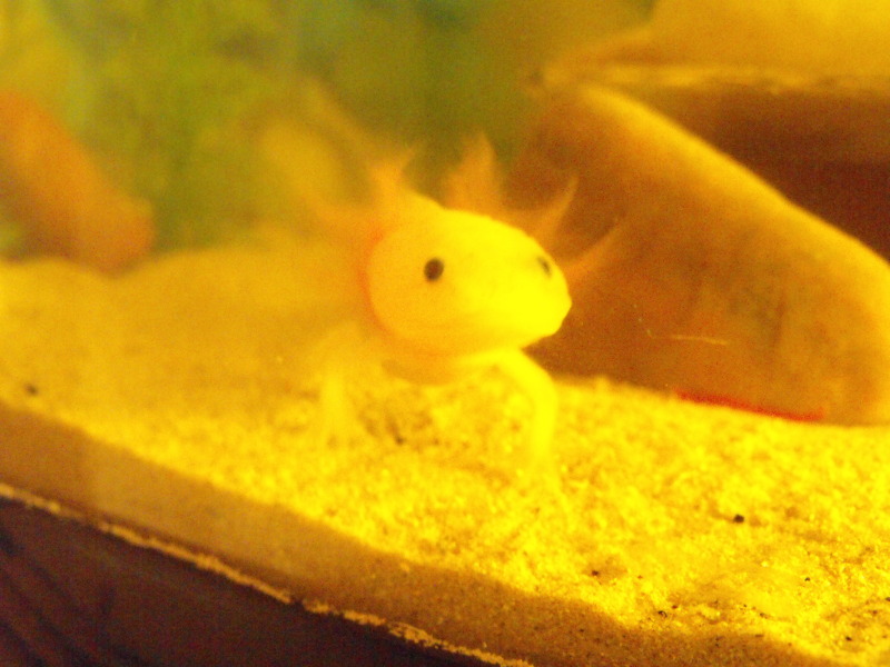 Hi
