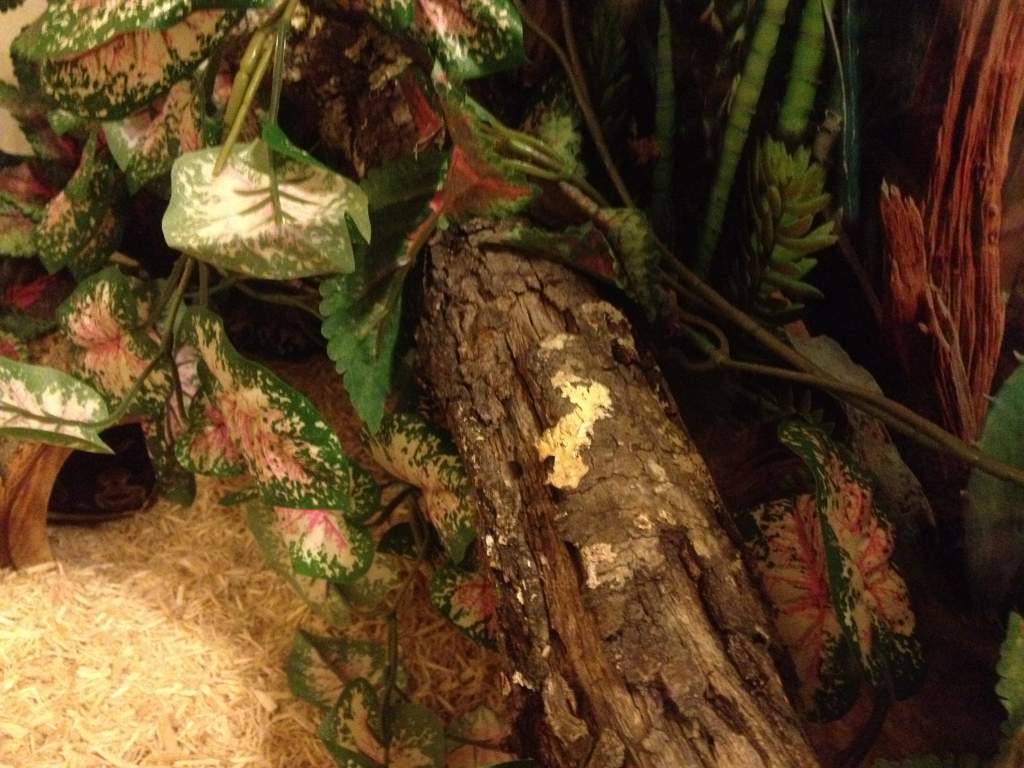 Hide on warm side of tank (now located on cool side)