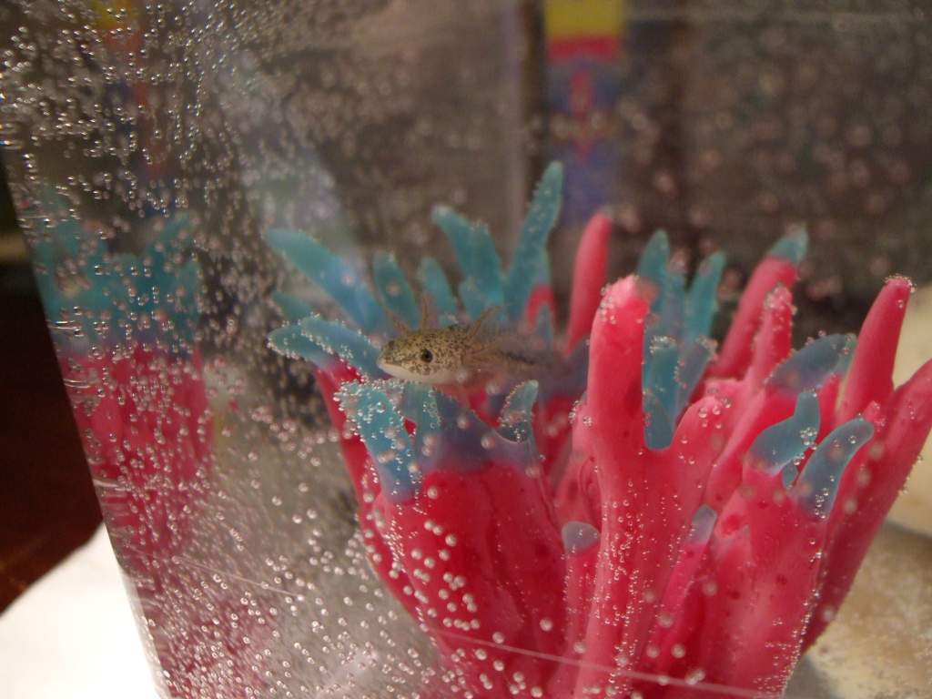 Hiding in his little anemone thingy...