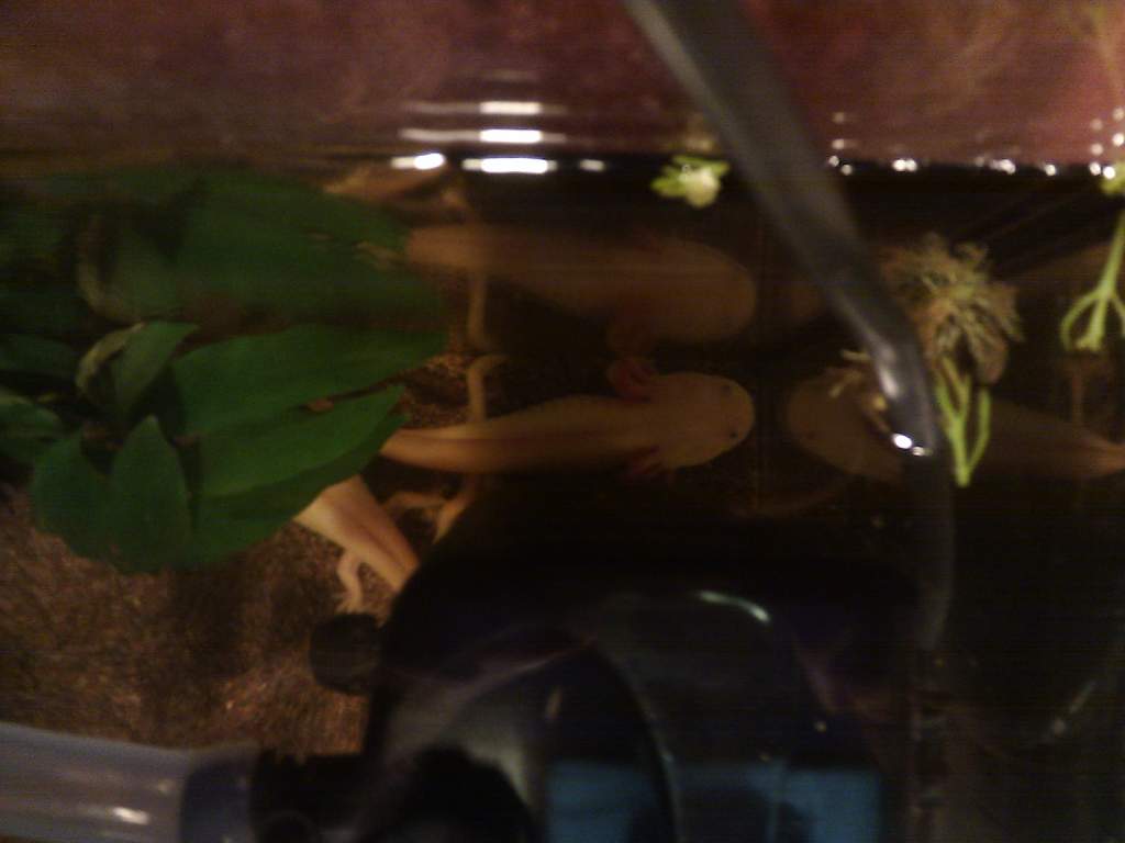 Hiding. This is where Bombadill spent her first 2 hours. It was really cute. Hampalill went up to her and nudged her several times, as if she wanted h