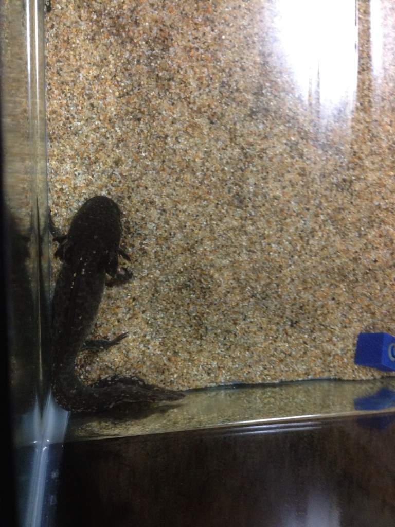 Hikari after a water change