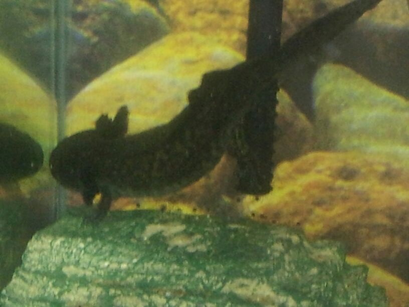 Hikari laid a ton of eggs