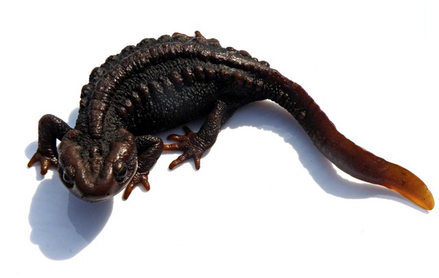 Himalayan Salamander