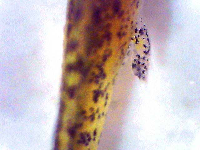hind legs emerging; I.a.apuanus larva ca 1 month old