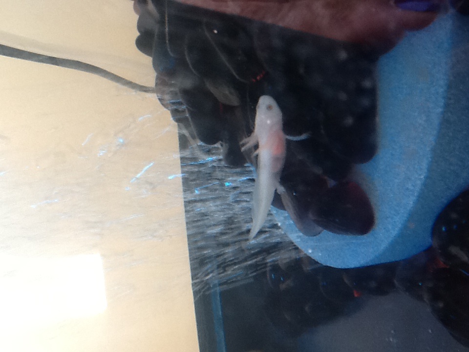 Hind legs grown in.