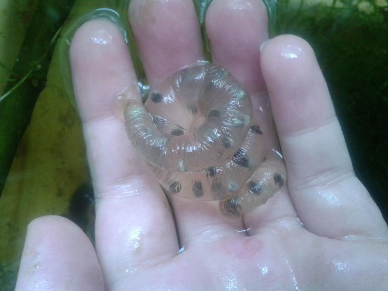 Hingle H.dunni egg sac.